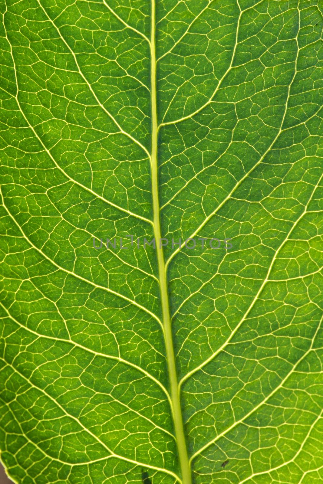 Macro leaf by sumos