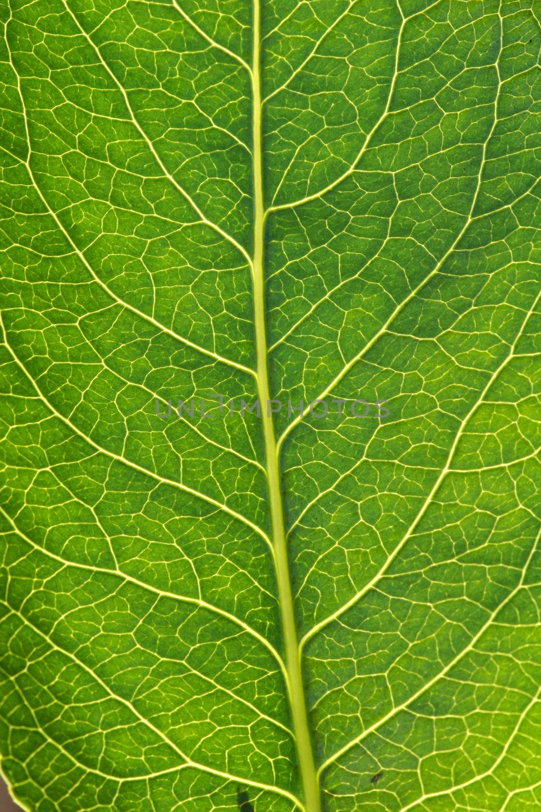 A macro of the veins in a tree leaf