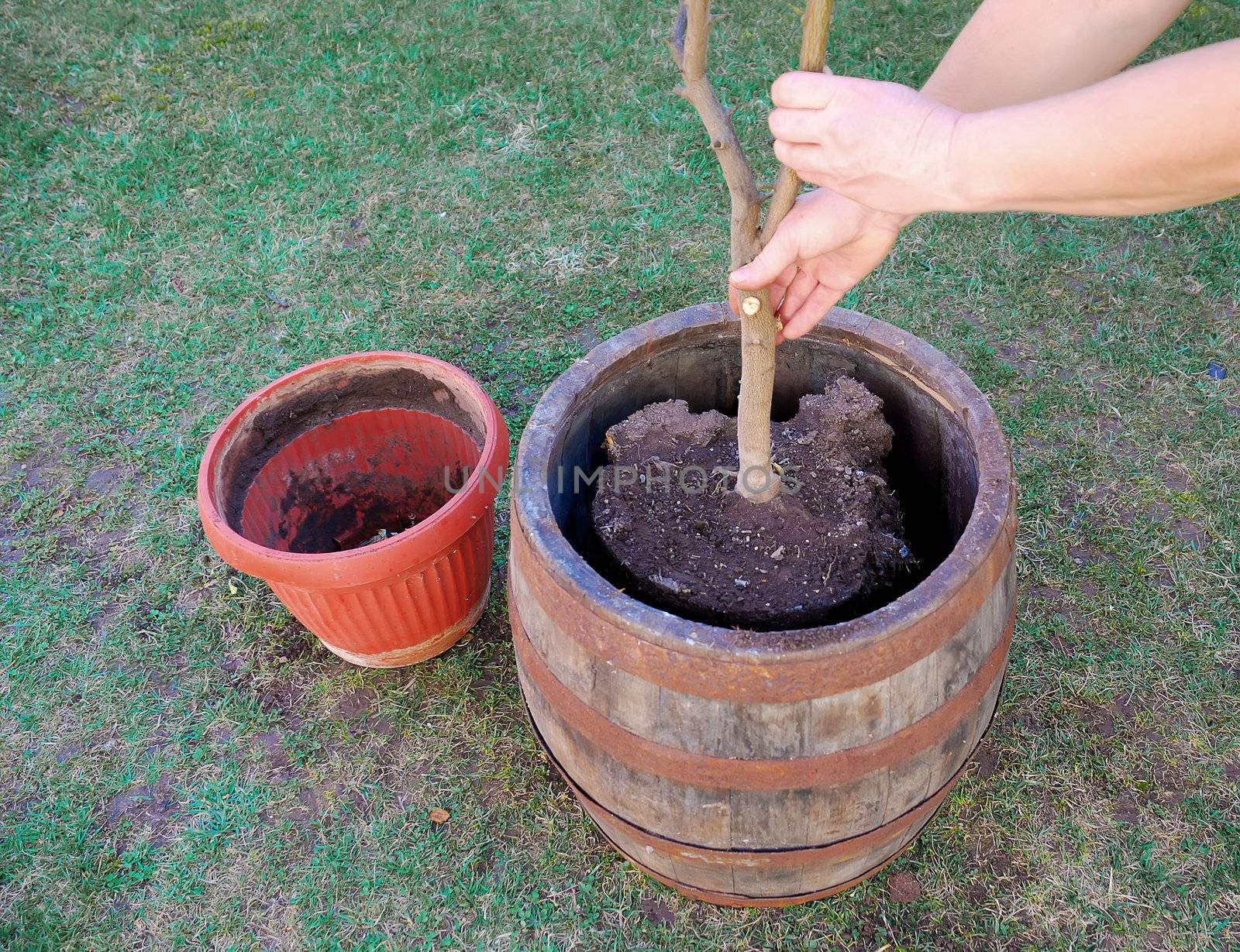 a woman is transplanting a tree to a bigger pot