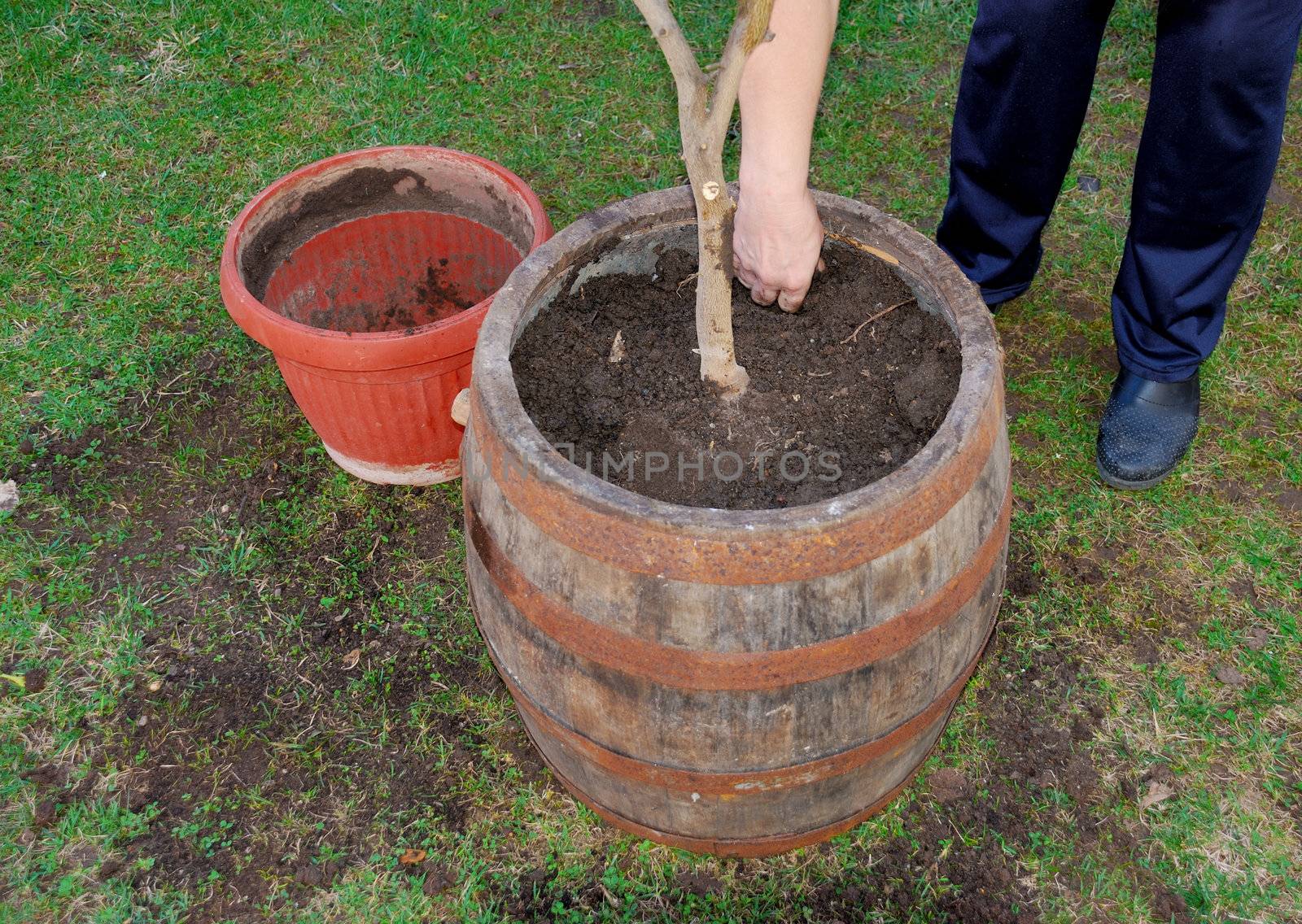 a woman is transplanting a tree to a bigger pot