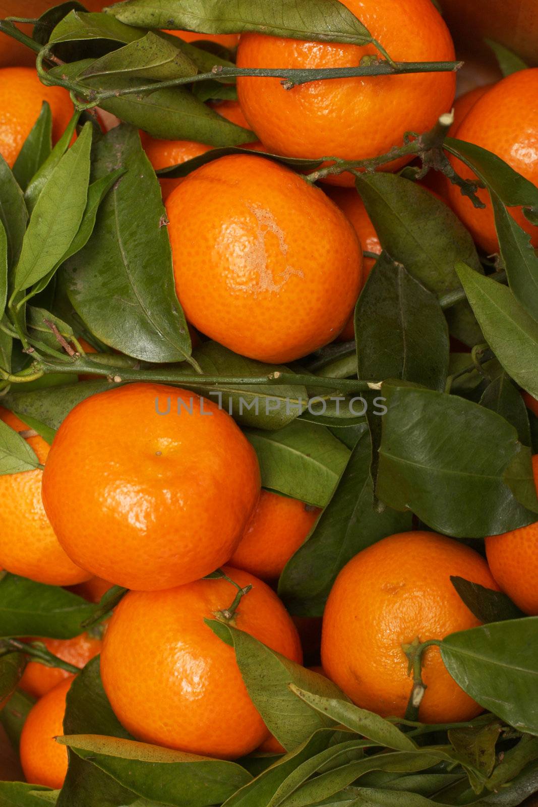 orange fruits by sumos