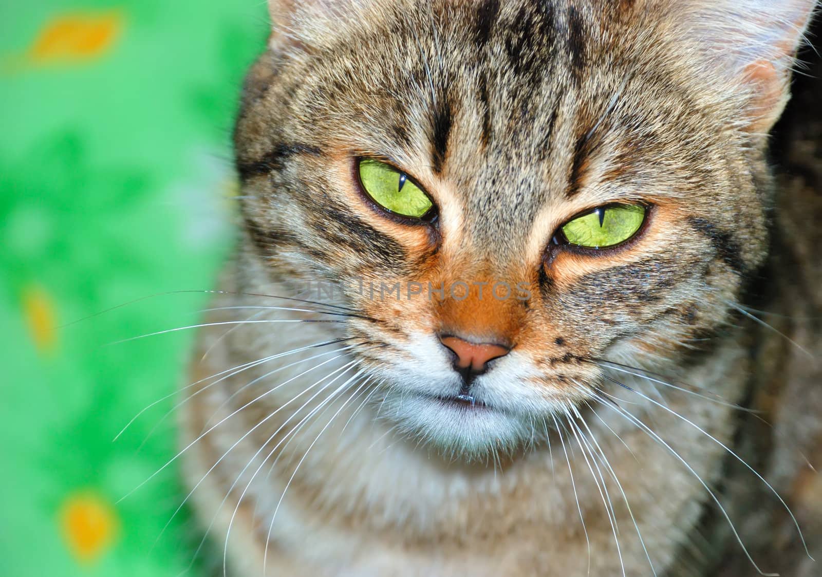 A cat on a green blanket