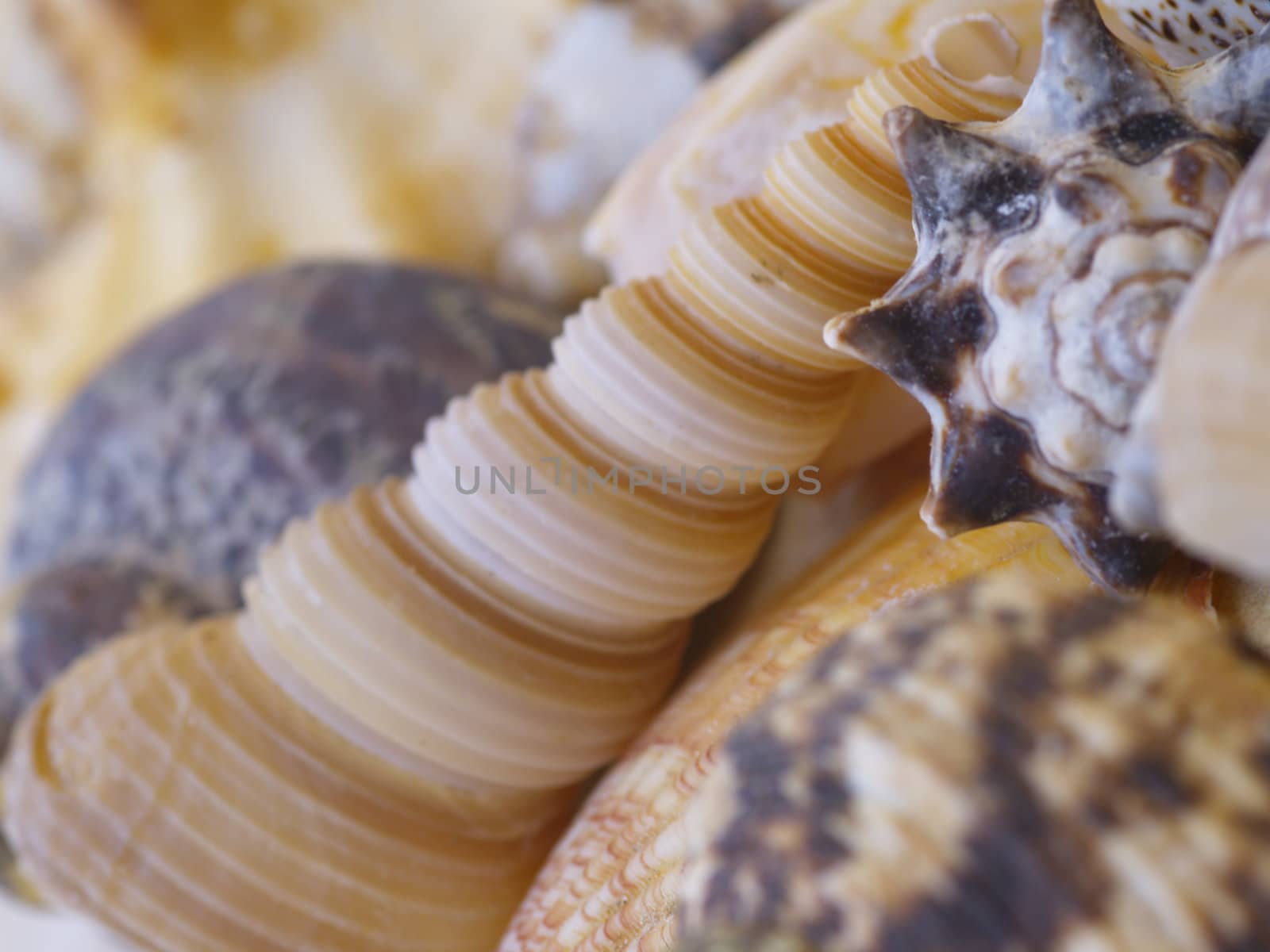 Snail shells by derausdo