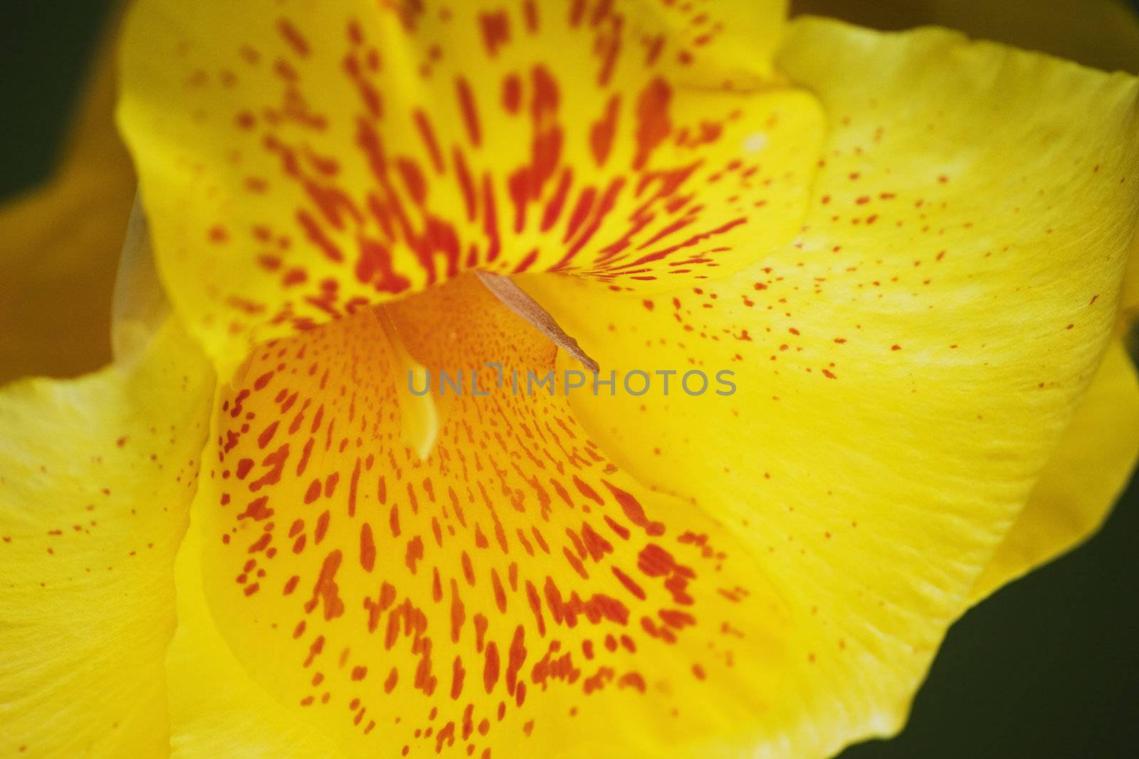 Costa Rican cana lilly flower with deep red and yellow coloring.