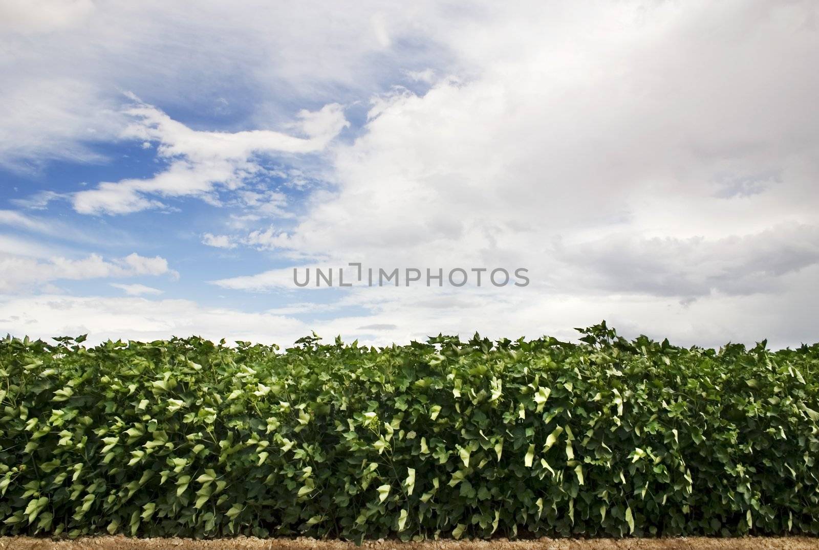 Green leafy crop with a cloudy blue sky in the background.