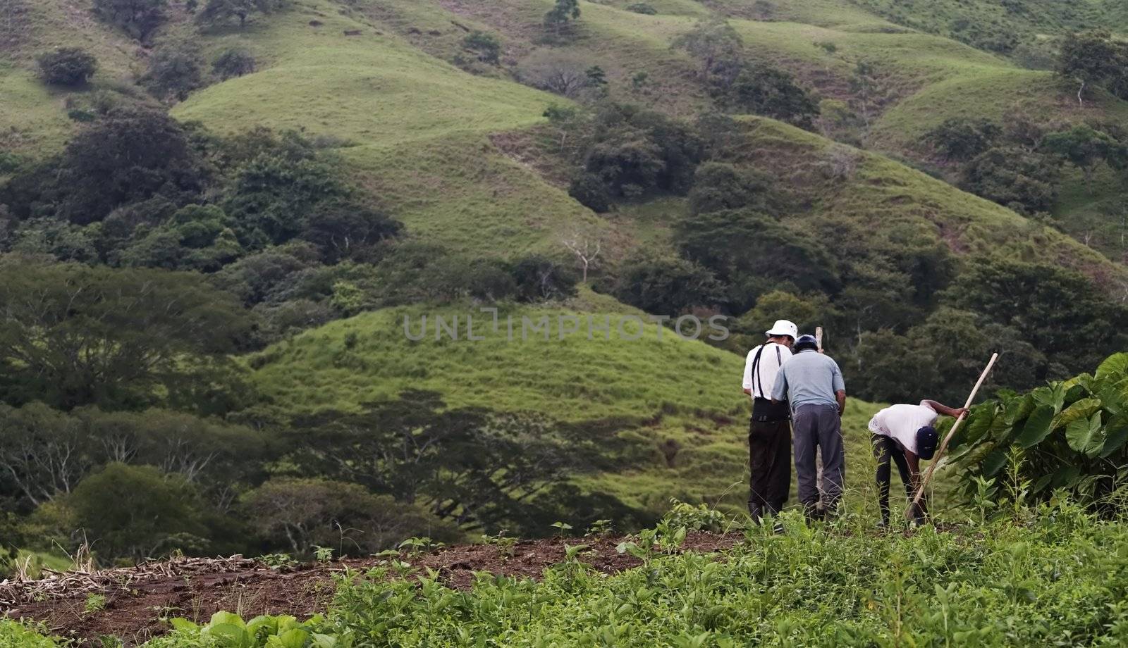 Three bean farmes in a wide vista from Costa Rica.