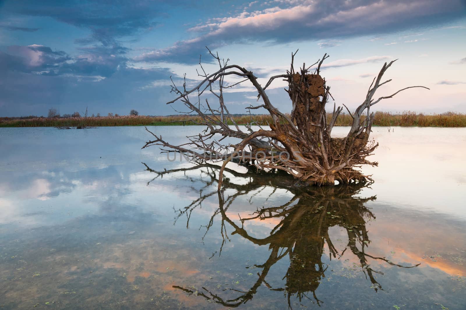 Dead tree reflected in water