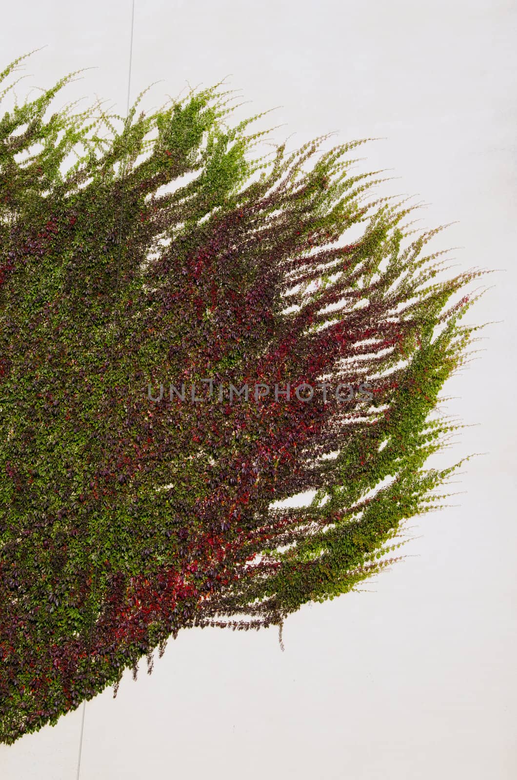 Creeper climb up. Plant isolated on a white background.