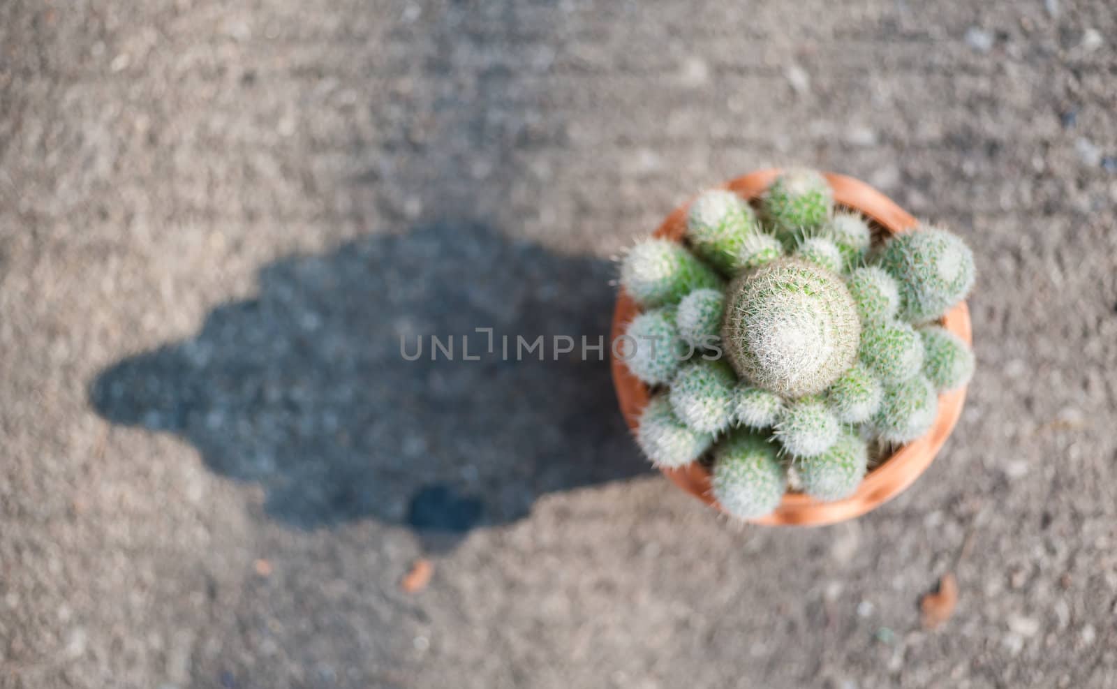 Cactus in flowerpot on ground by moggara12