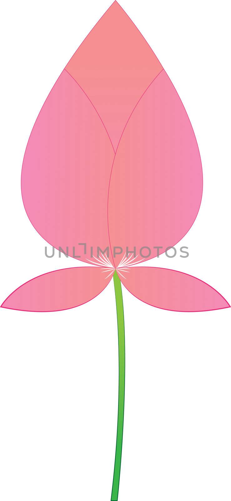 Pink lotus boom on a white background.