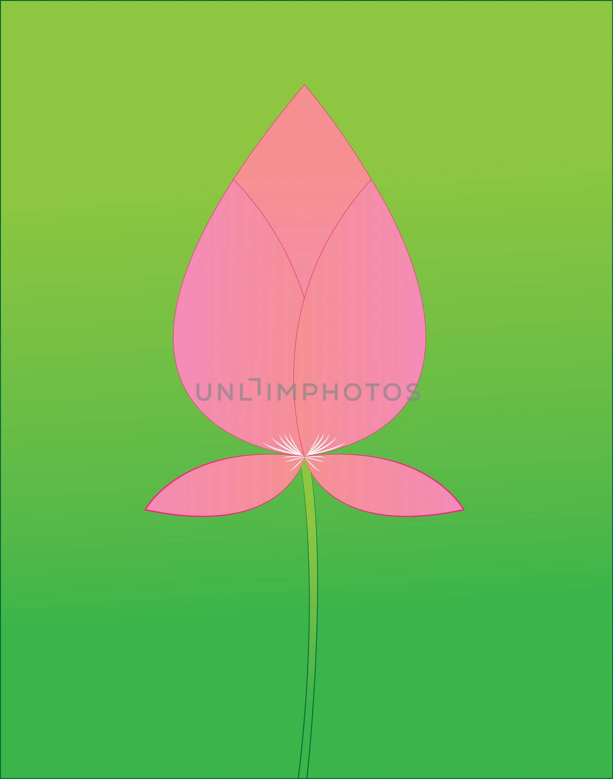 Pink lotus boom on a green background. by kurapy