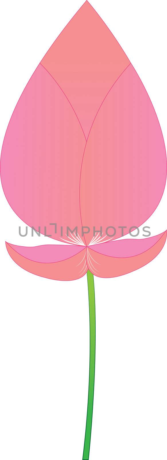 Pink lotus boom on a white background. by kurapy