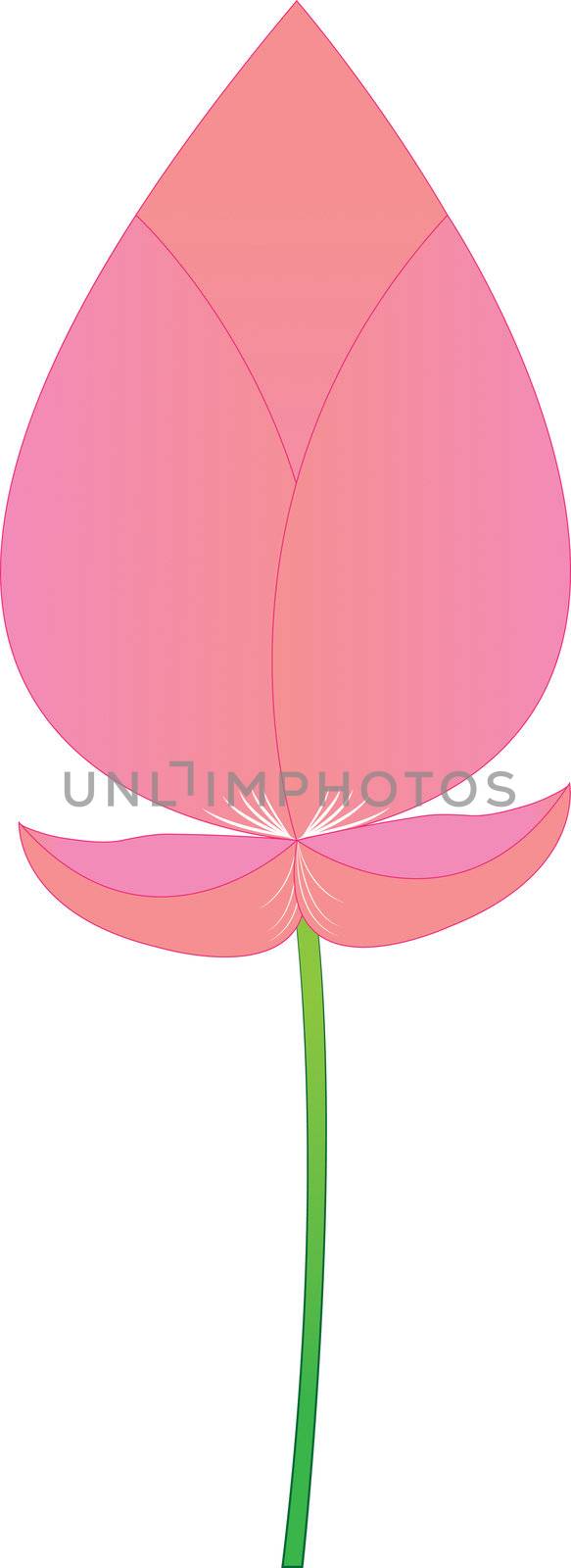 Pink lotus boom on a white background.