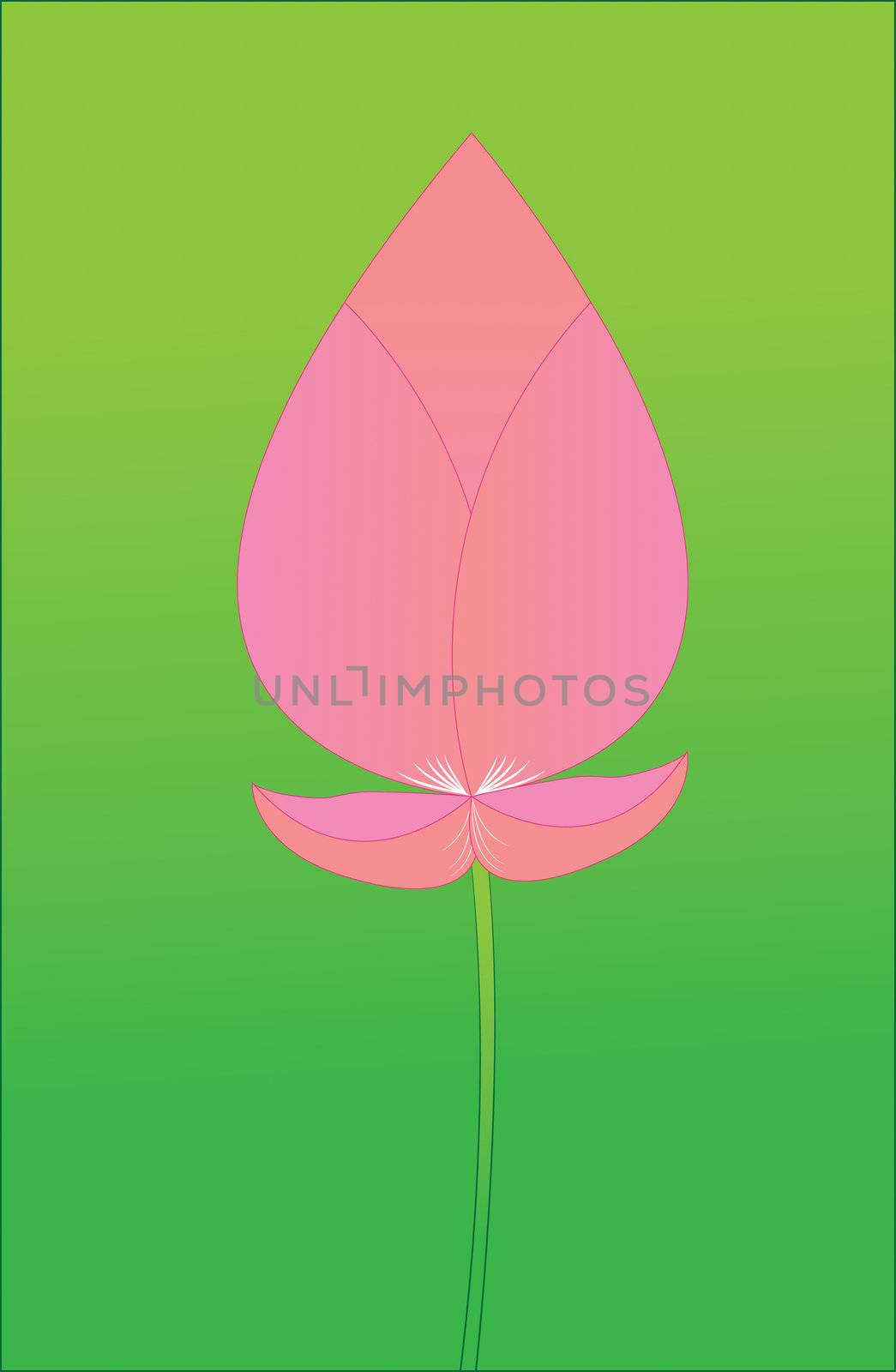 Pink lotus boom on a green background. by kurapy