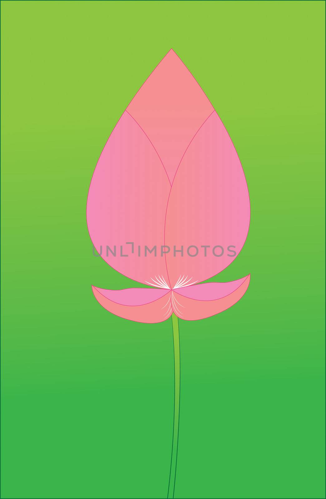 Pink lotus boom on a green background.