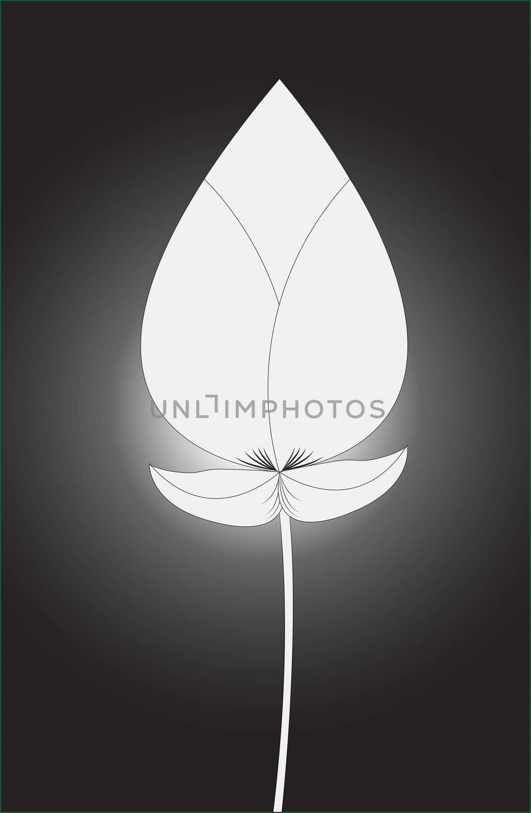 lotus boom on a background.
