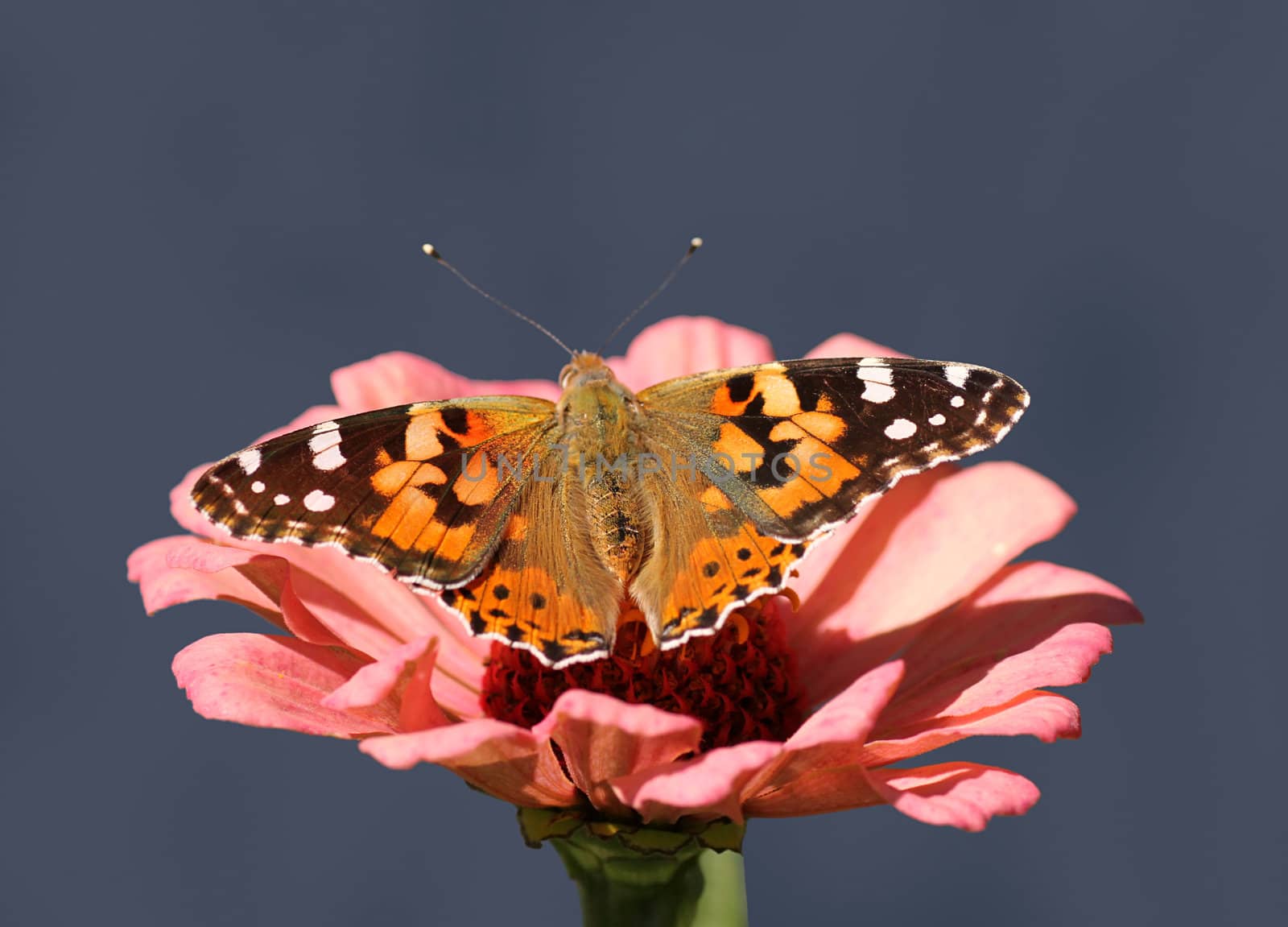 butterfly Painted Lady sitting on flower (zinnia)
