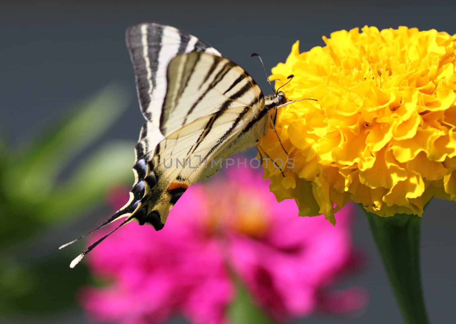 butterfly Scarce Swallowtail sitting on marigold flower