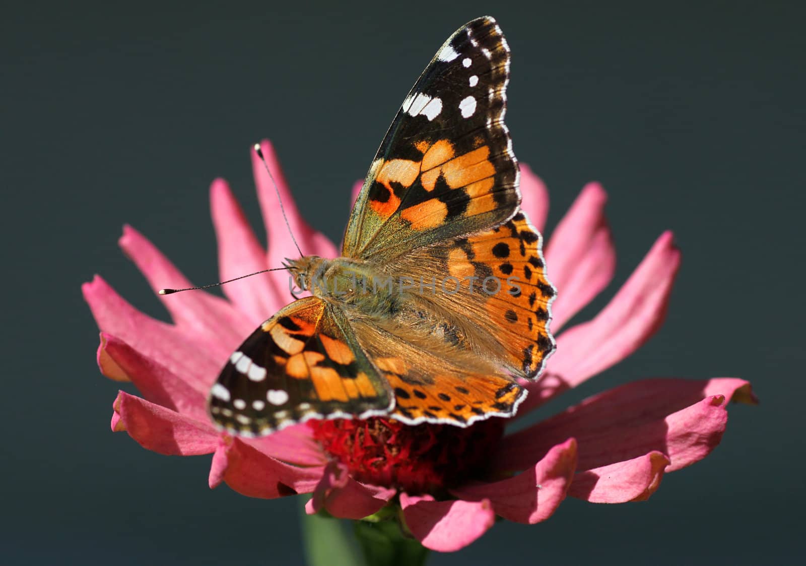 Painted Lady butterfly by romantiche