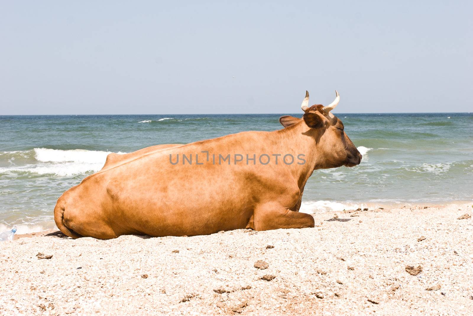 leisure series: cow take a sunbathe on the sea beach