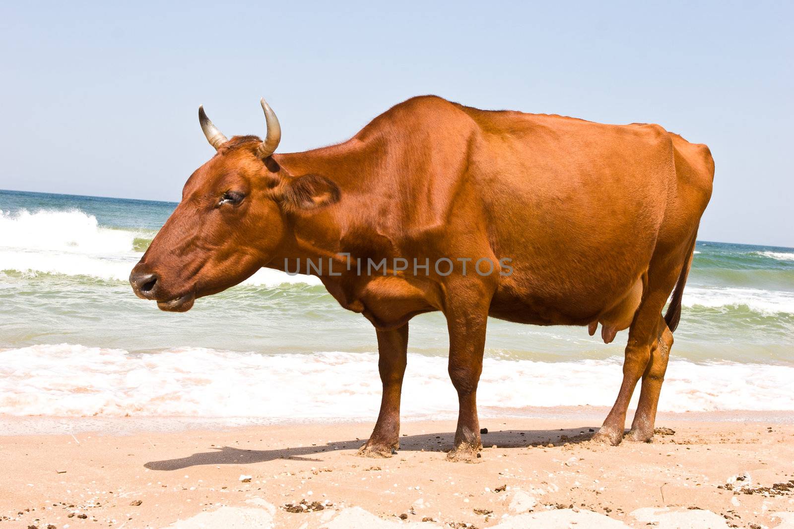 leisure series: cow take a sunbathe on the sea beach