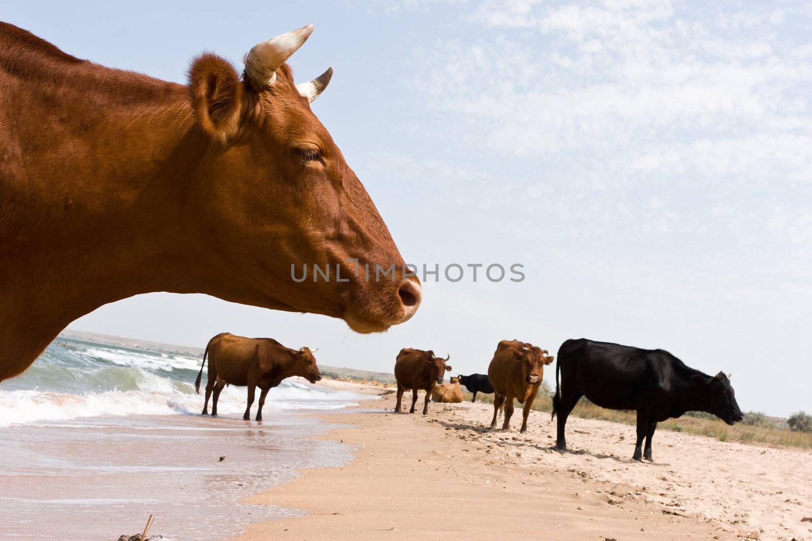 leisure series: cow take a sunbathe on the sea beach