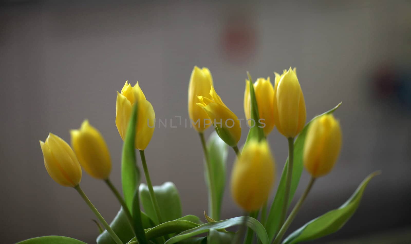 bouquet of tulips