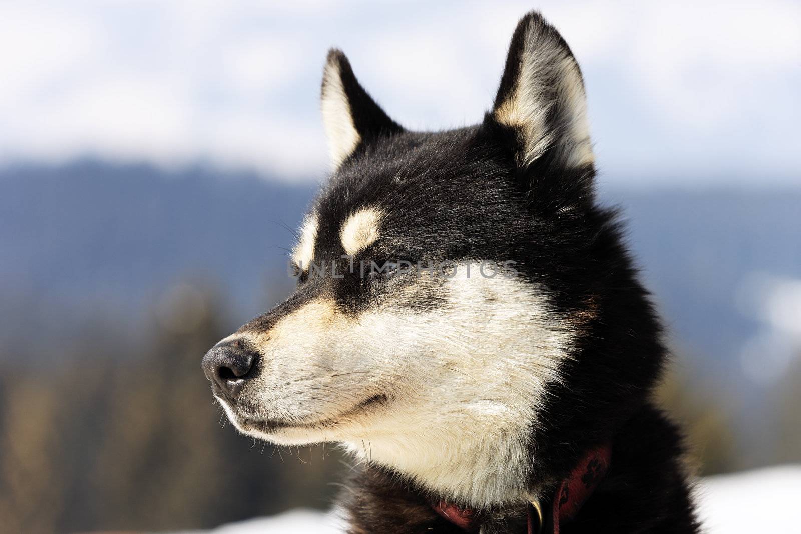 head of husky dog on alpine mountain in winter