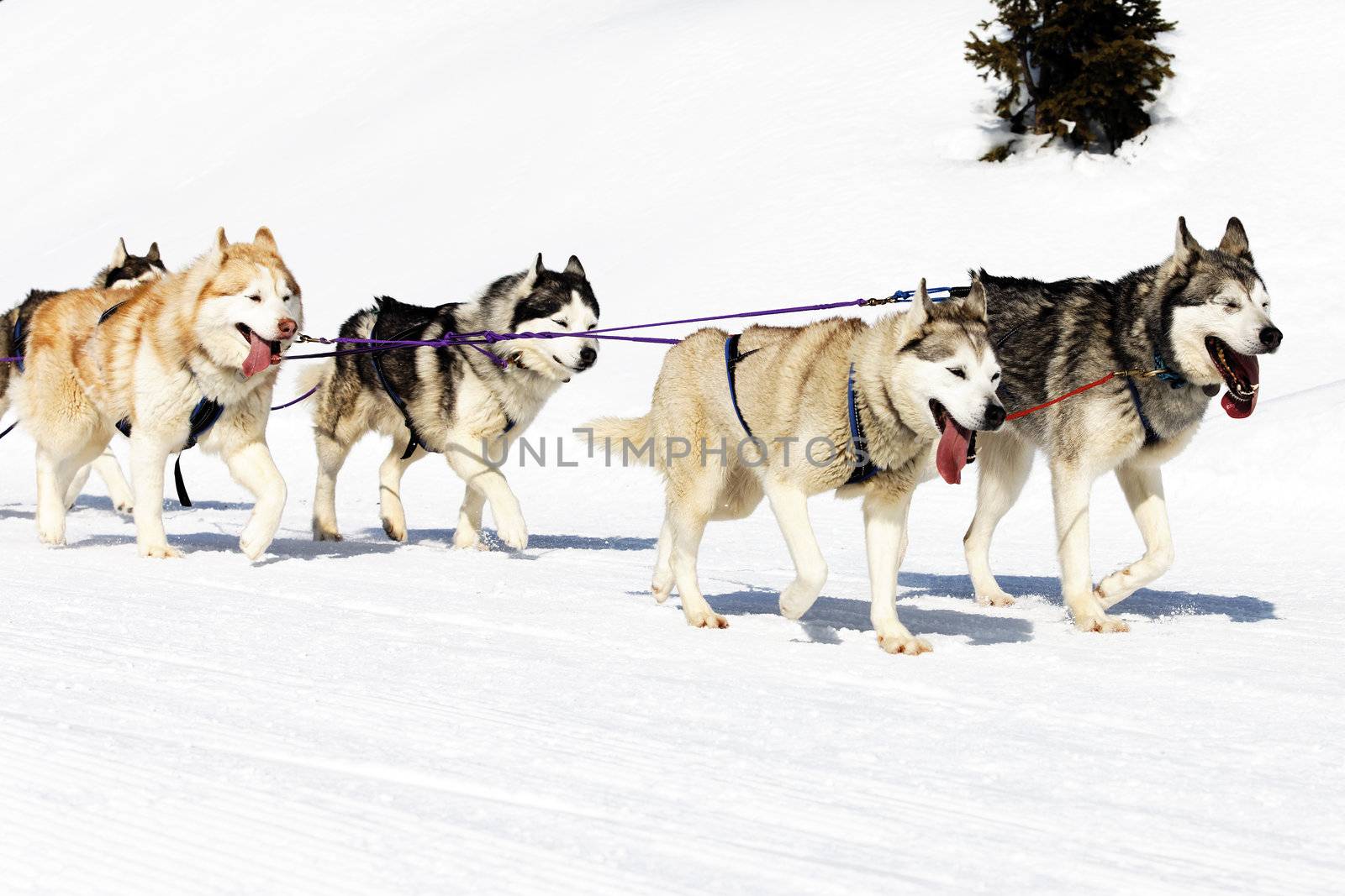 dogs walking on the snow by vwalakte