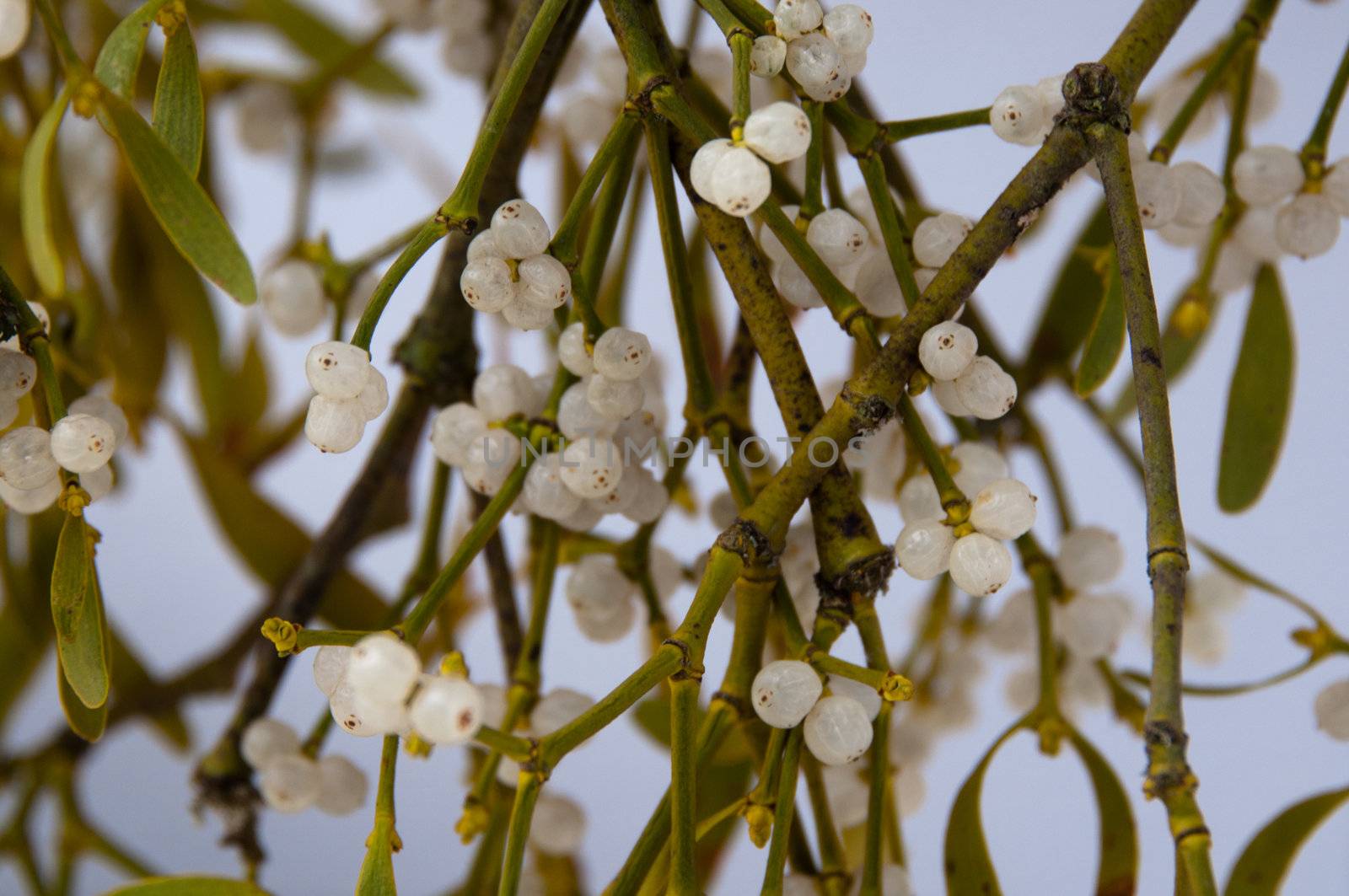 Closeup of mistletoe branch on white background
