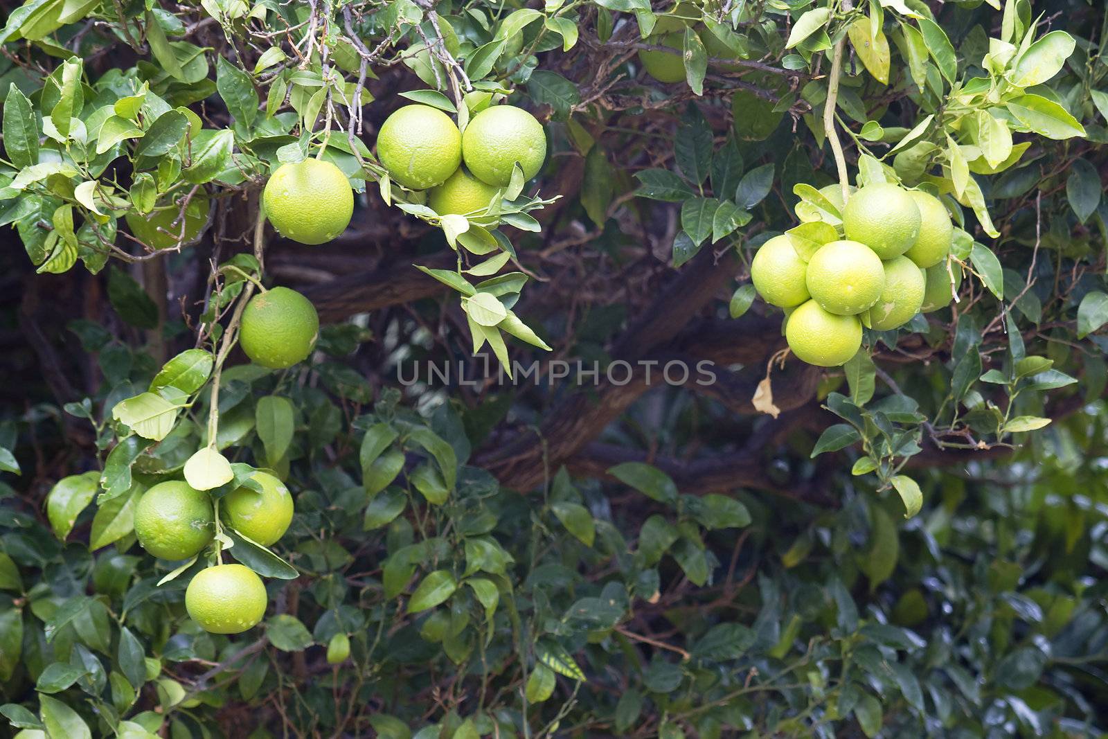 oranges on a tree