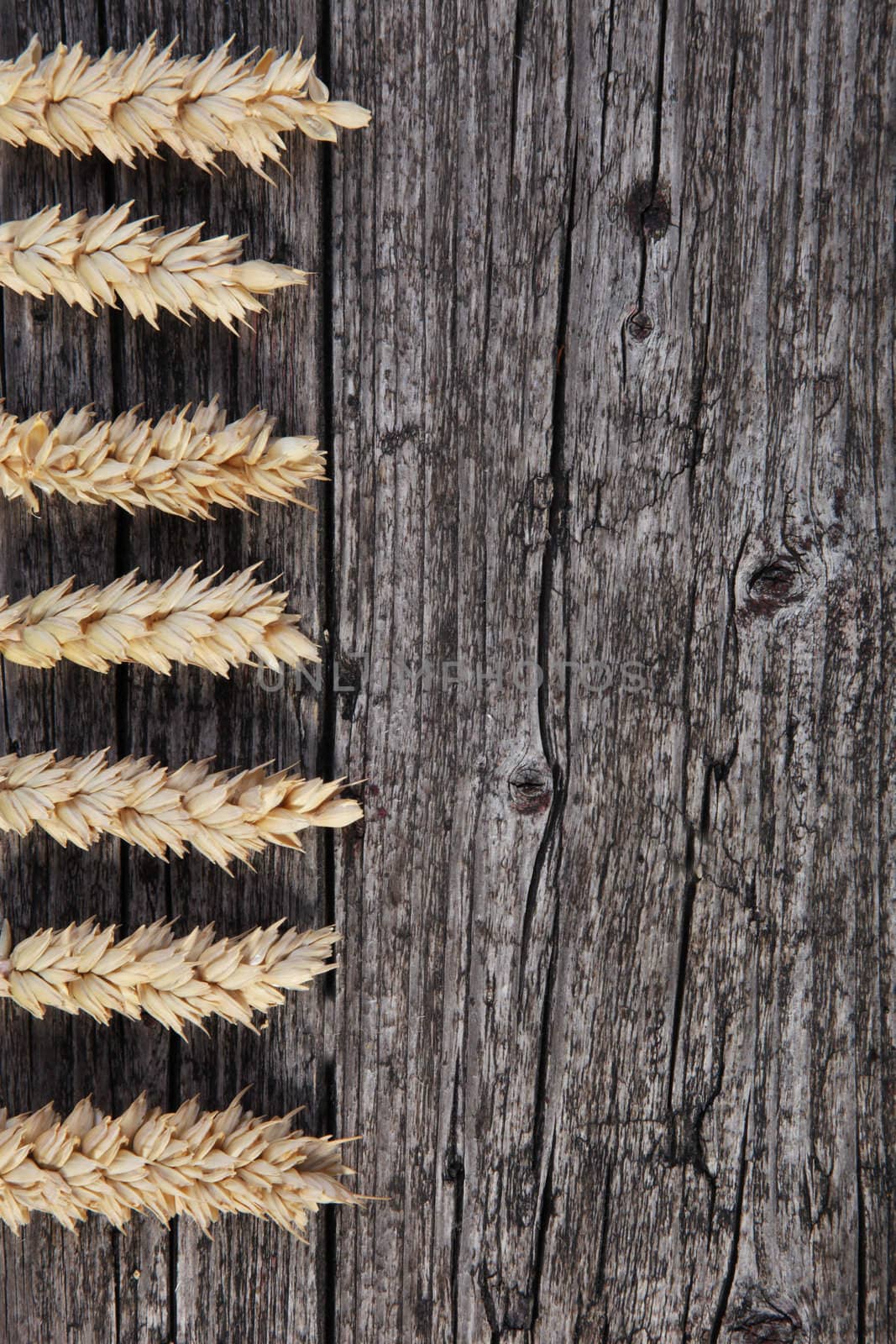 Ears of wheat arranged in a spaced row to the left on old stained and cracked wooden boards with copy space