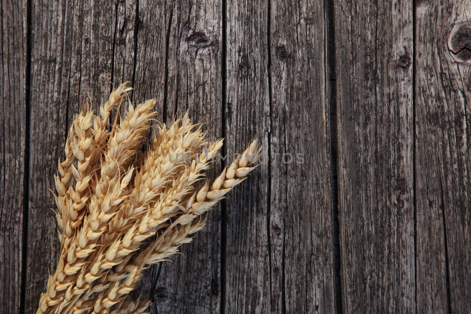 Bunch of ripe golden wheat on a weathered wooden plank background with cracks, texture and copy space