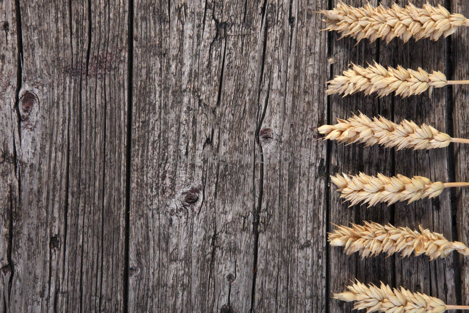 Six golden ripe ears of wheat arranged in a spaced row on the right of a weathered wood background with lots of copy space