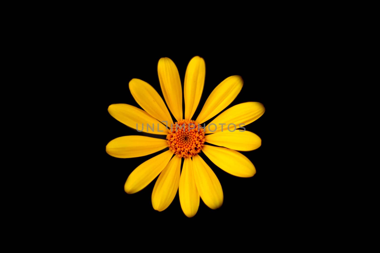 Yellow daisy (Bellis Perennis) on black isolated background
