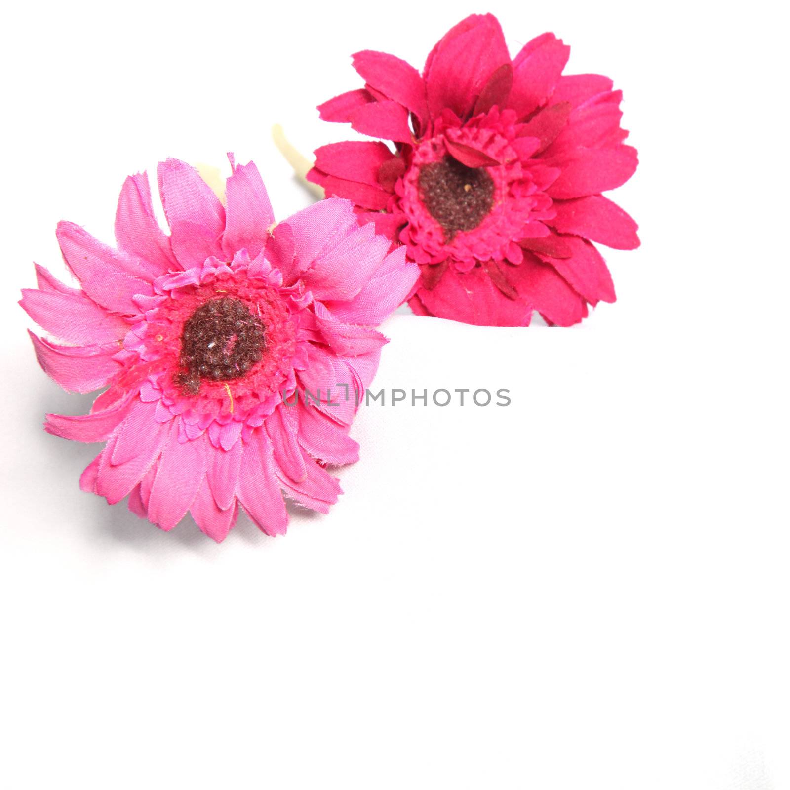 colorful flower on white background colorful flower on white bachground 