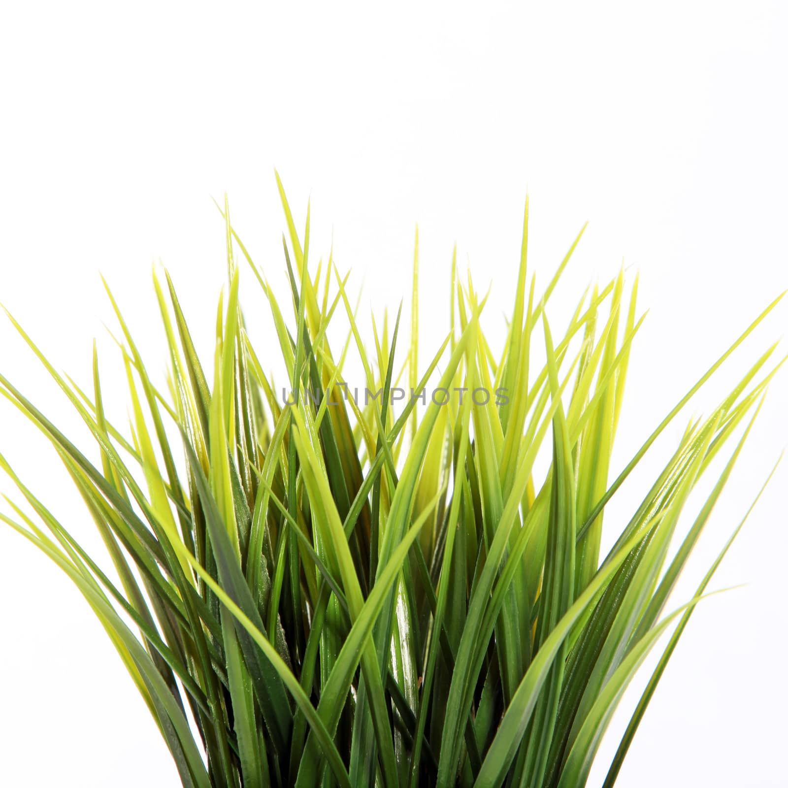 Leaves or blades of fresh green spring grass growing in an unseen container isolated on white