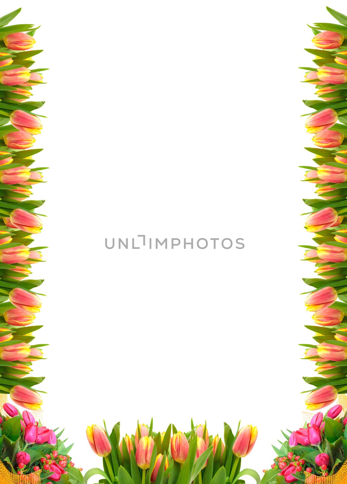 Frame of Tulip Flowers, over white background.