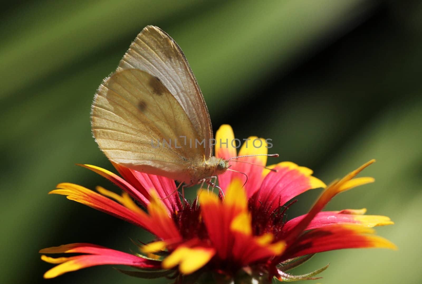 butterfly sitting on echinacea by romantiche