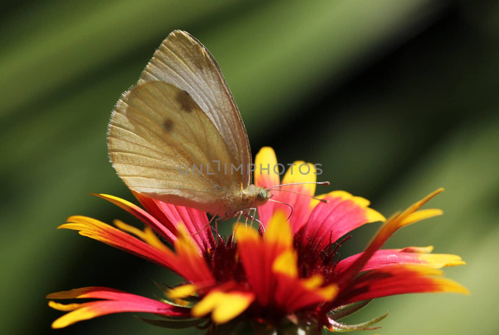 white cabbage butterfly sitting on echinacea