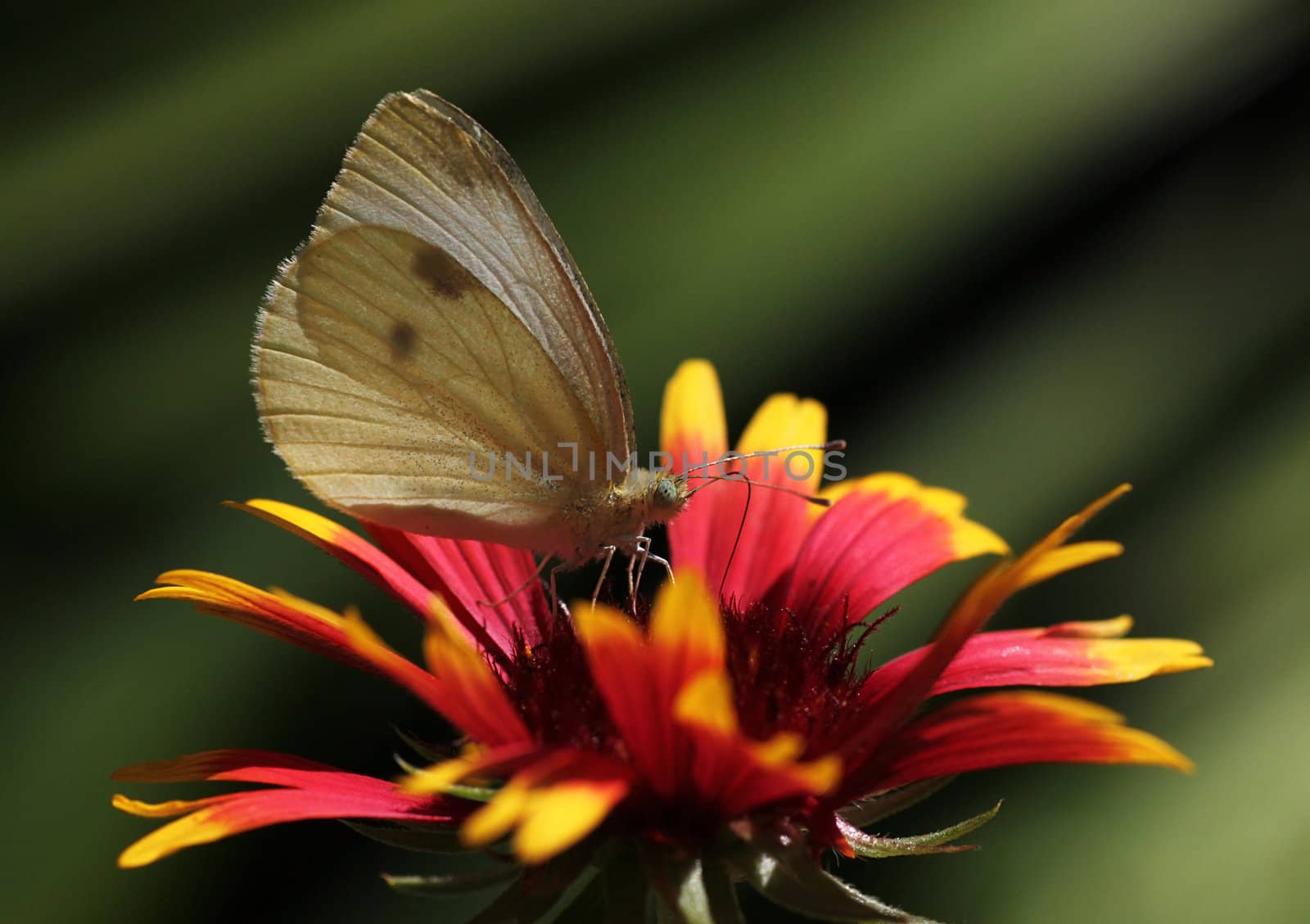 butterfly sitting on echinacea by romantiche