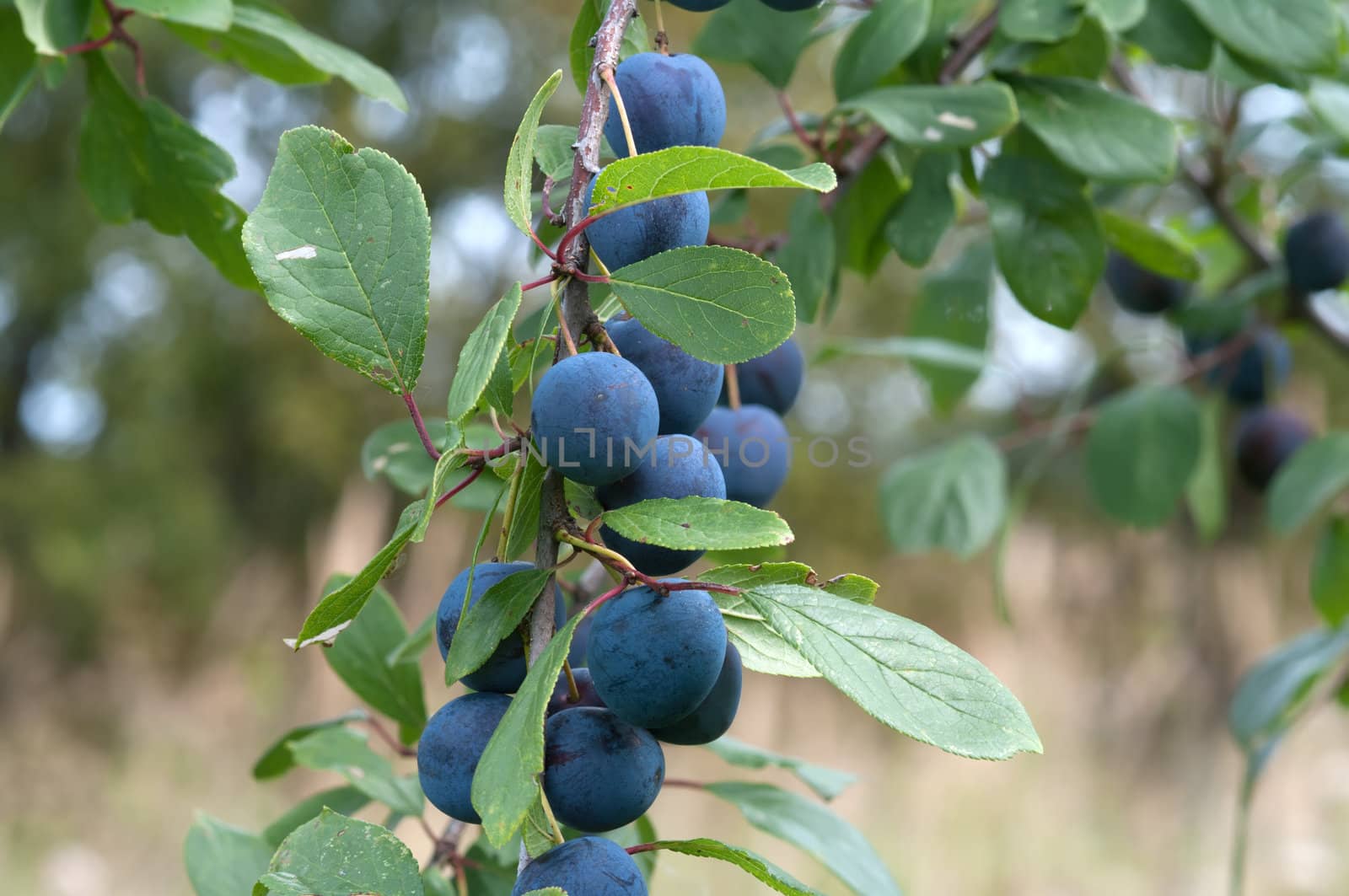 Ripe berries of a sloe on branches.