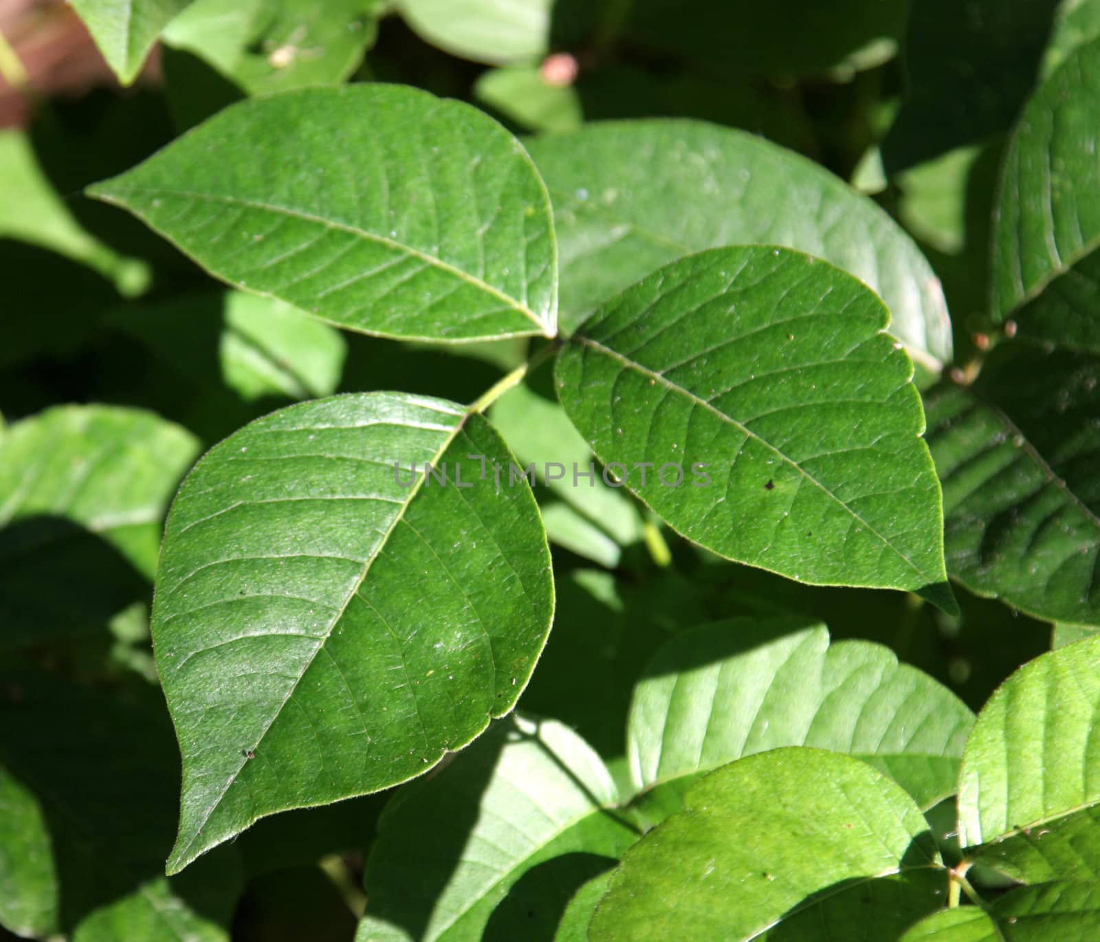 A closeup of profile shot of a poison ivy plant.