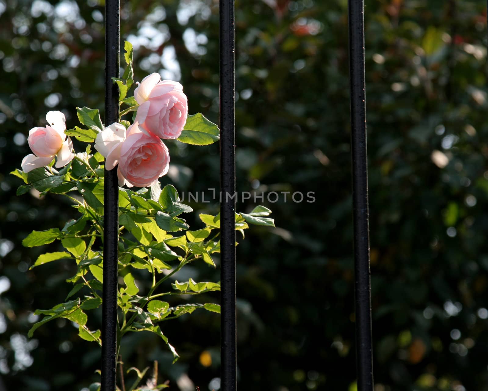 A pink rose bush peaking between black iron bars.