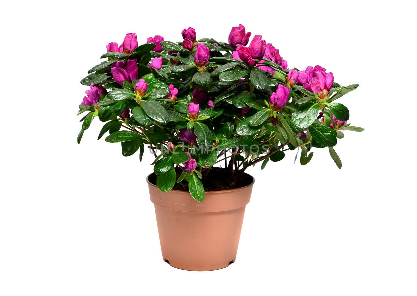 Blossoming plant of azalea in flowerpot isolated on white