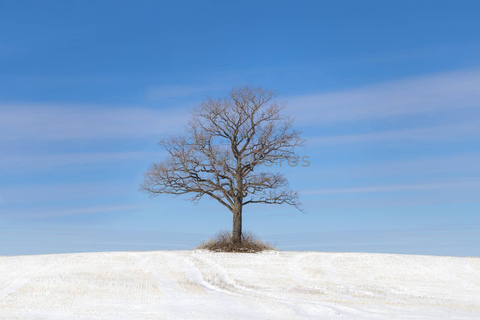 Old tree on snowy field on a blue sky bakground
