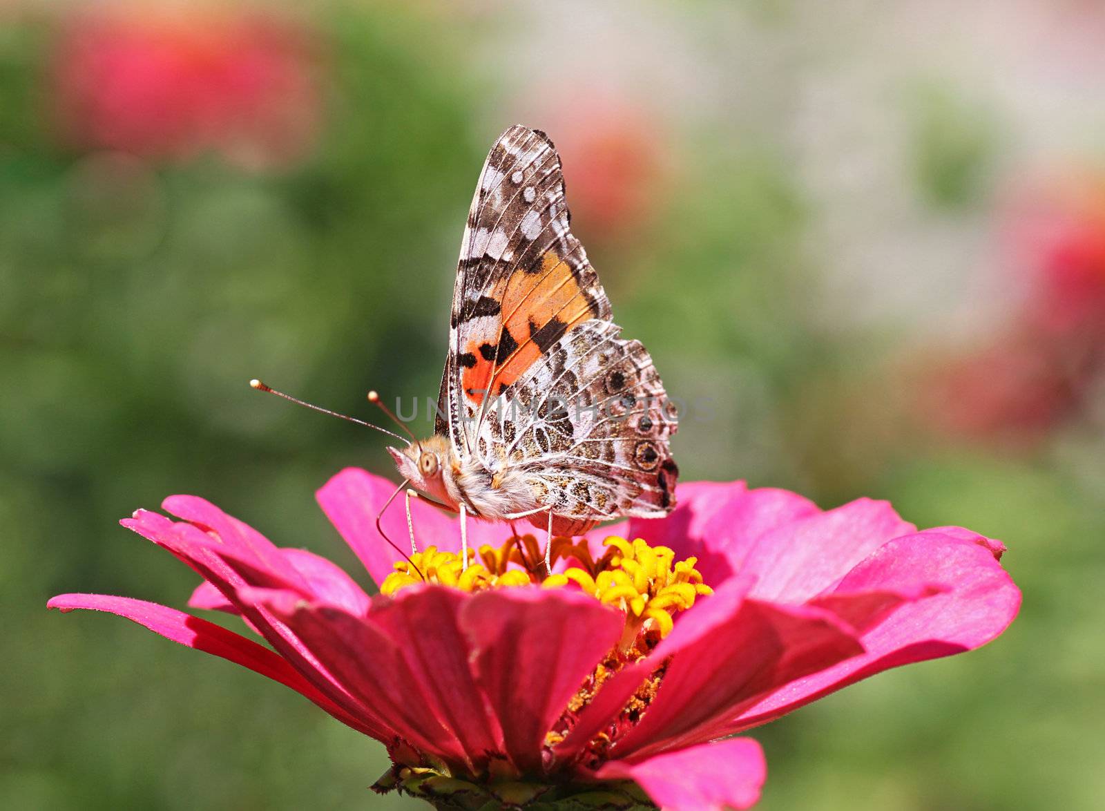 Painted Lady butterfly sitting on flower (zinnia)
