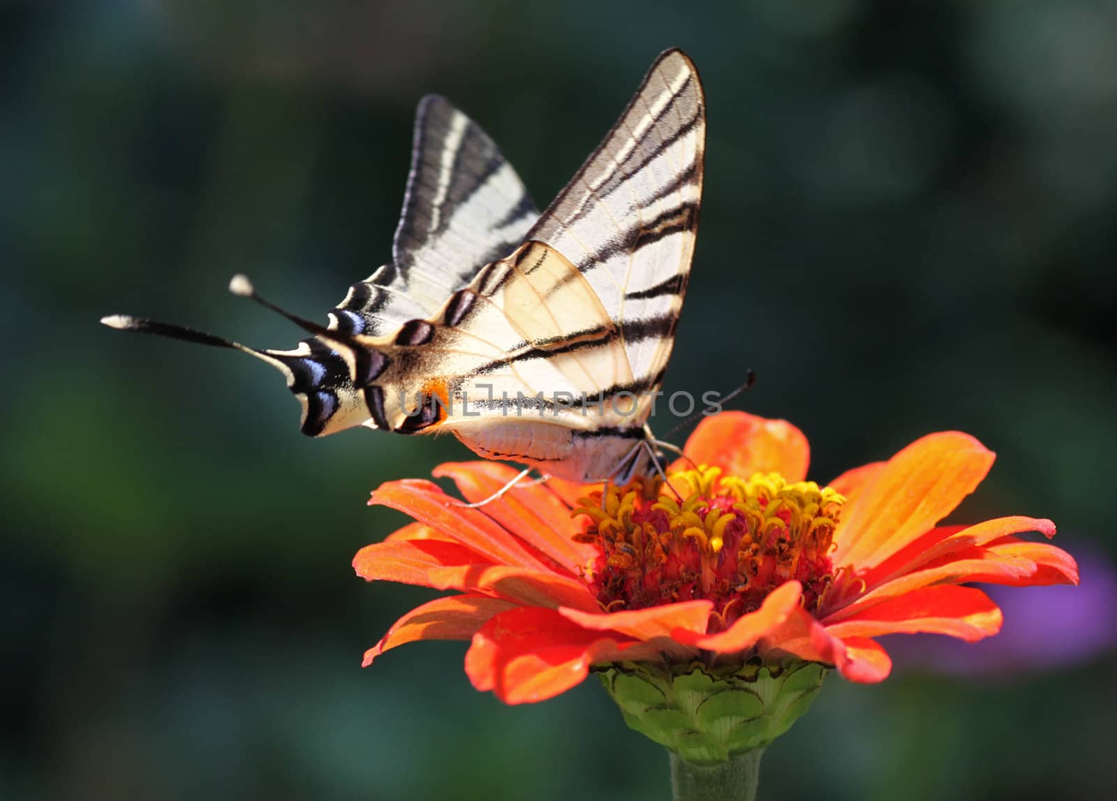 Scarce Swallowtail butterfly on flower (zinnia)