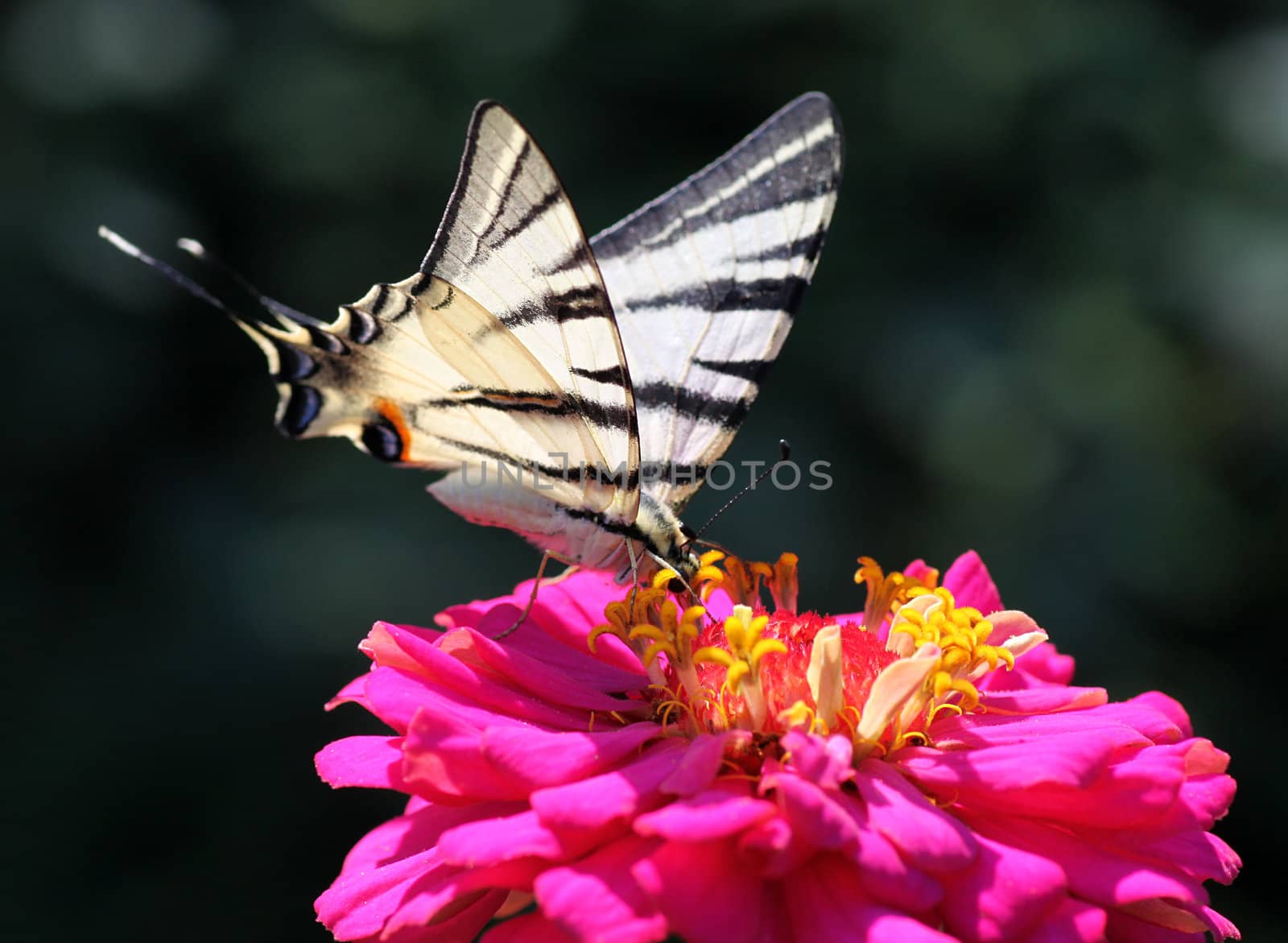 close up of Scarce Swallowtail butterfly on flower