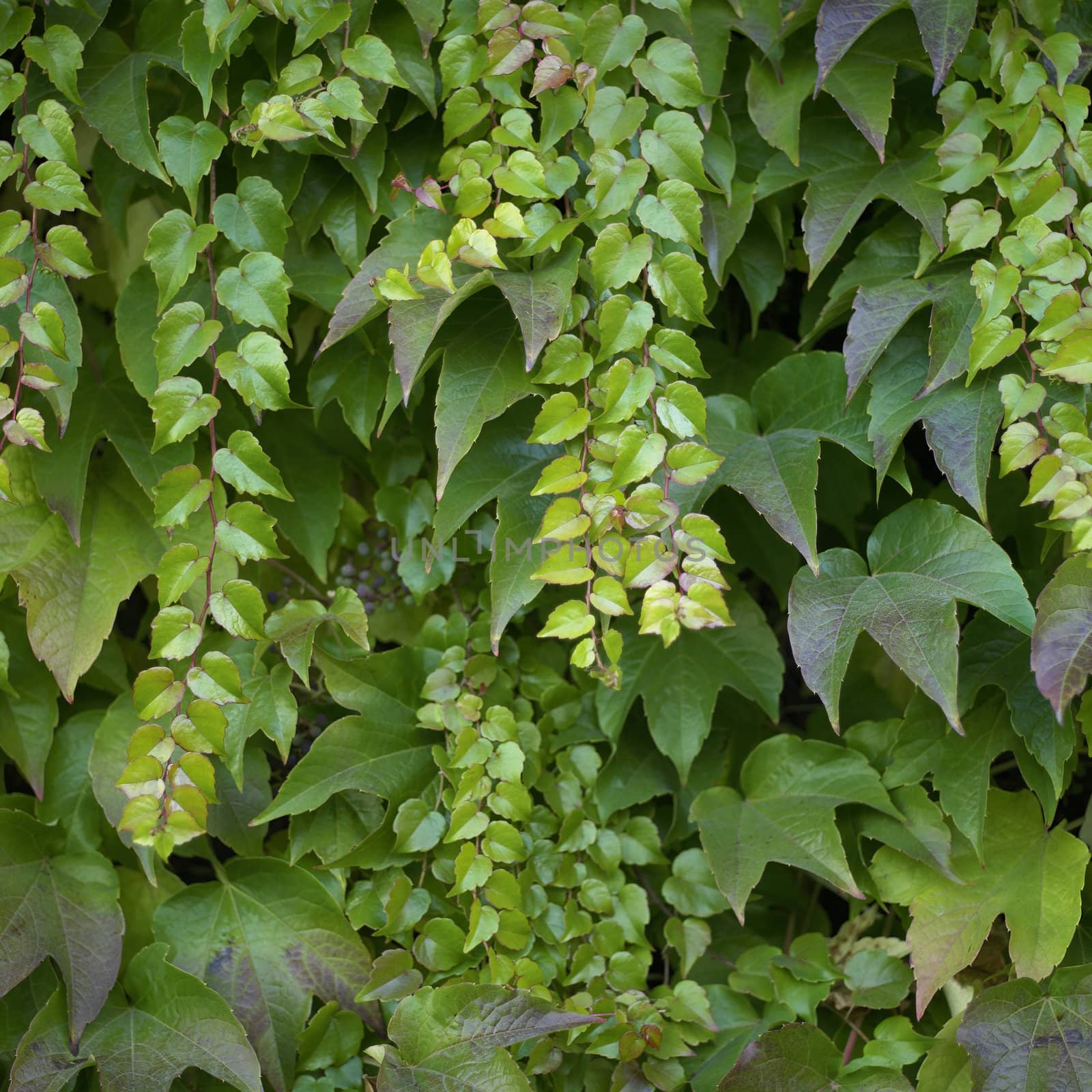 Green vine closeup